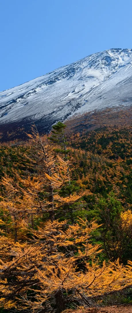 カラマツが黄葉する秋の山