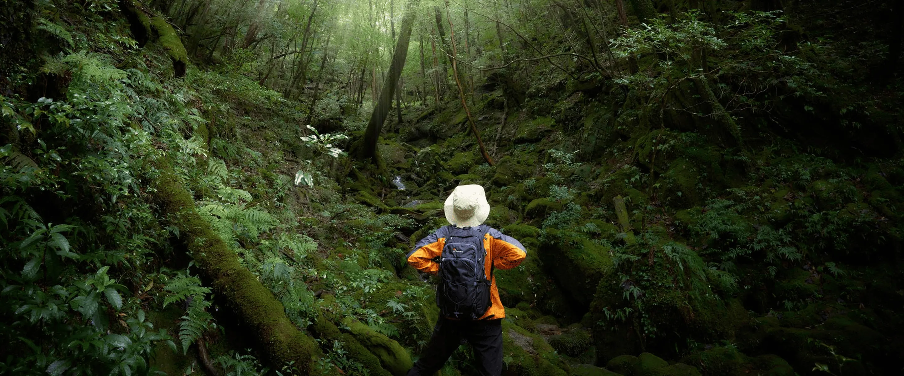 苔むした森を歩く登山者